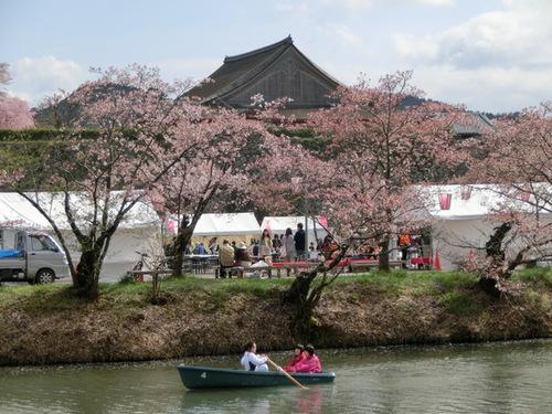 会場北側の北堀で桜の下でボートを漕いでいる人の写真