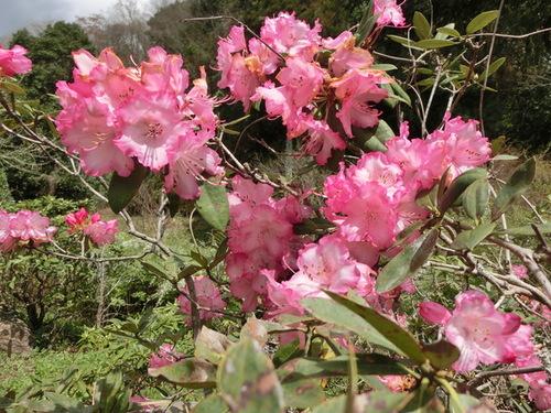 満開に咲く縁がピンク色のシャクナゲの写真