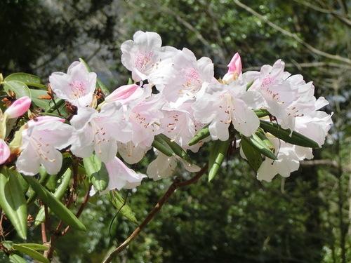 満開に咲く薄ピンク色のシャクナゲの写真