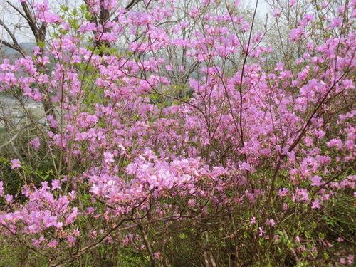 山間に咲くピンク色のコバノミツバツツジの写真