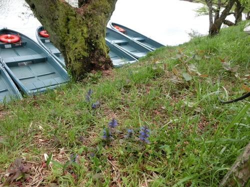 ボートのある水辺とその近辺に咲く青紫色のセイヨウジュウニヒトエの写真