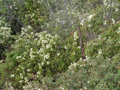 山あいに満開に咲いている白いヒカゲツツジの写真