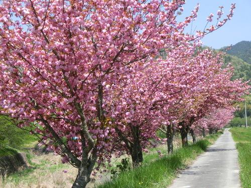 歩道の片道に続くピンク色の八重桜並木の写真