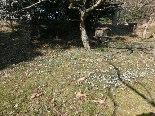 枯れ葉散る緑の雑草の生える地面に白い花をまばらに咲かせるセツブンソウの写真