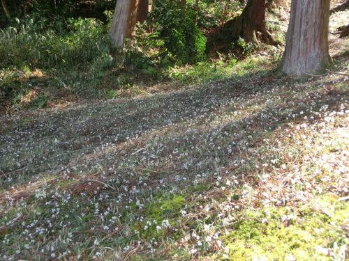光差し込む木立の中で小さな白い花を咲かせるセリバオウレンの群落の写真
