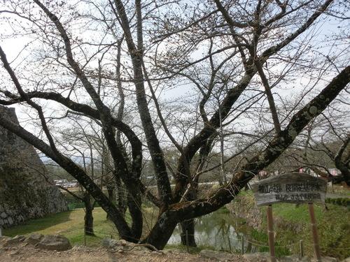 お堀脇に立つ3部咲きの桜の全体写真