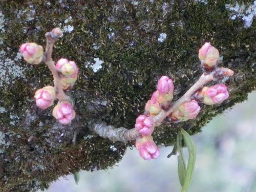 幹から芽吹いた小さな桜の蕾の写真