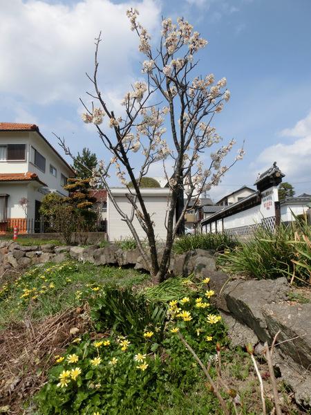 丹波杜氏酒造記念館前の小さな桜の全体写真