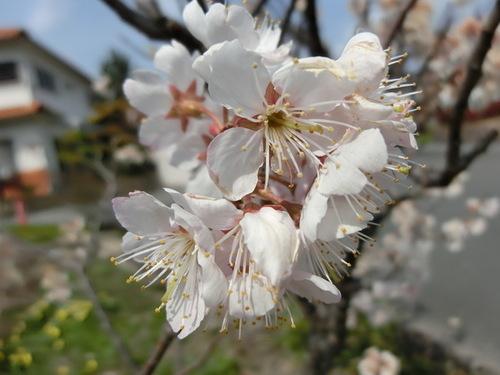 記念館前の小さな白い桜の花のアップの写真