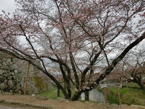淡いピンク色の花がついた枝が大きく広がっているソメイヨシノの基準木の全体写真