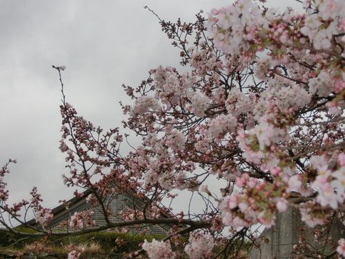くもり空を背景に咲き誇る桜の枝のアップの写真