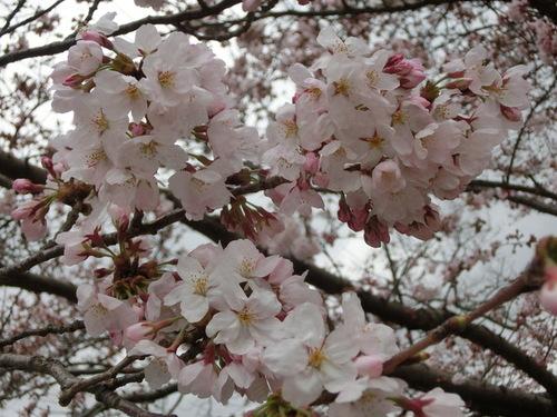 淡いピンク色に咲いた花と色の濃い蕾がグラデーションになっていくつも束になっている桜の花の写真