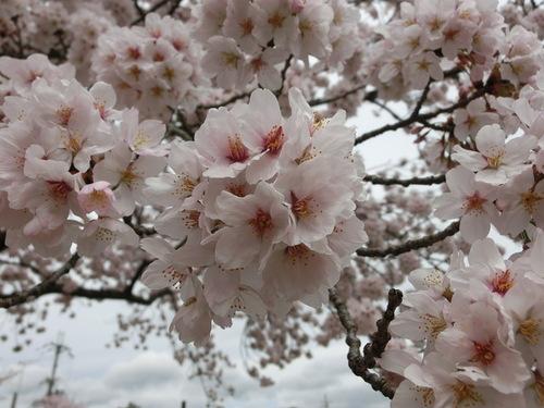 一輪一輪が押し合うように満開に咲き誇る桜の枝のアップの写真