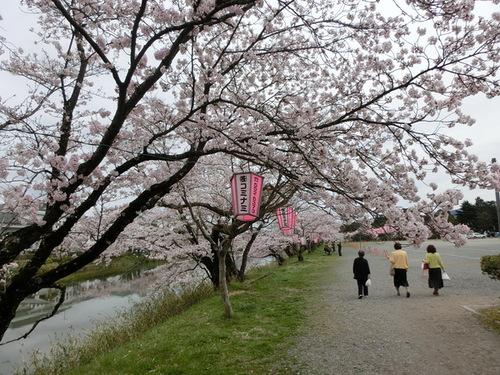 篠山城跡周辺の見ごろを迎えた桜の下で散策を楽しむ方々の写真