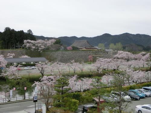 灰色の空の中で満開を迎えた桜と篠山城跡の全景の写真