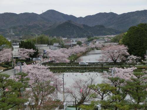 遠くに山々がある篠山城跡のお堀の周辺の桜並木の写真