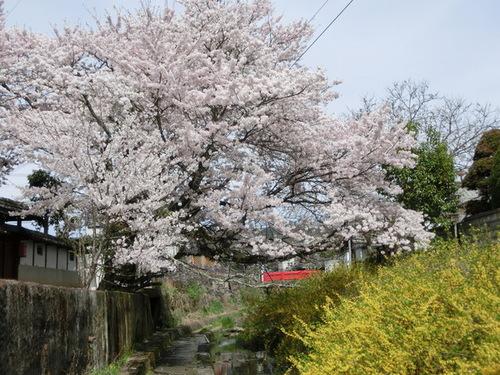 満開に咲いたささやまの桜の写真