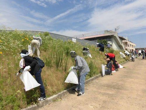 武庫川下流域（西宮市）で多くの人々が大きな白い袋を持って「オオキンケイギク」の駆除活動をしている様子の写真