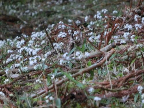 地面に散らばる枝の隙間から白い絨毯のように咲くセリバオウレンの写真