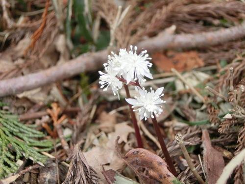 枯れ葉の間から小さな白い花を咲かせるセリバオウレンのアップの写真
