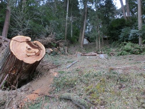 林の中の木が倒れたあとに残る大きな切り株の写真