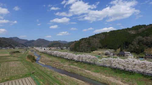 桜の空撮画像お楽しみください ささやま写真新聞 丹波篠山市