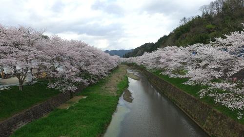 宮田川の両脇に咲き並ぶ桜のドローンによる水面上からの空撮写真
