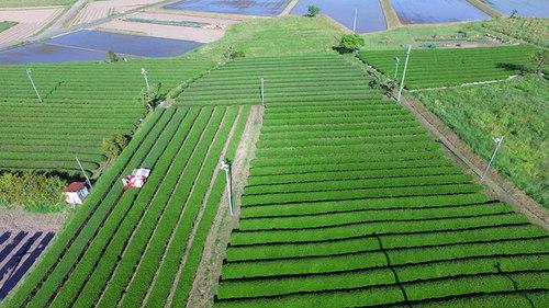 上空から撮影された茶畑一面の様子の写真
