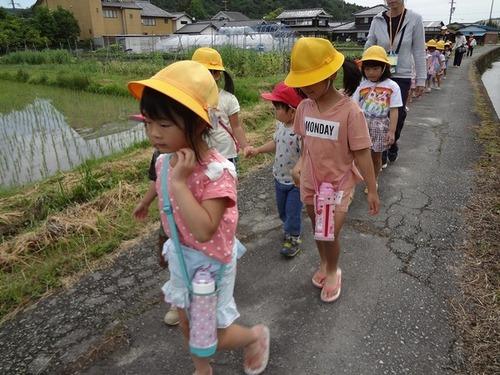 黄色い帽子をかぶって幼稚園児と保育園児が手をつないで田んぼ脇の通路を歩いている写真