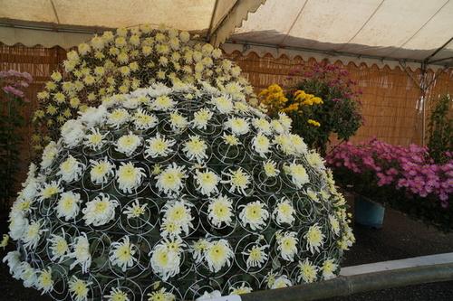 白地に中心が黄色い菊を使って大きなドーム状に飾られた菊花展出品作品の写真
