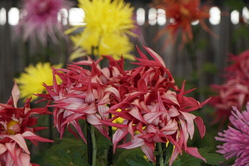 花弁の裏を見せて巻き上る様子が特徴的な赤いお苗菊の写真