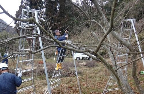 篠山市シルバー人材センターによる栗の講習会で剪定士が枝の見極めを行っている様子の写真