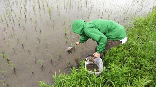 緑の雨具を着た人が田んぼのふちでバケツを持ちながら虫網を使い生き物を捕まえている様子の写真