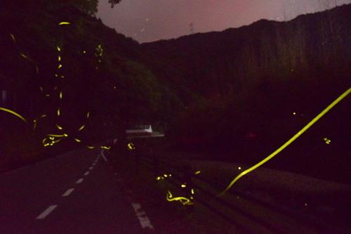 暗闇に包まれる道路の上で黄色い光を放ちながら飛び交うゲンジボタルの写真