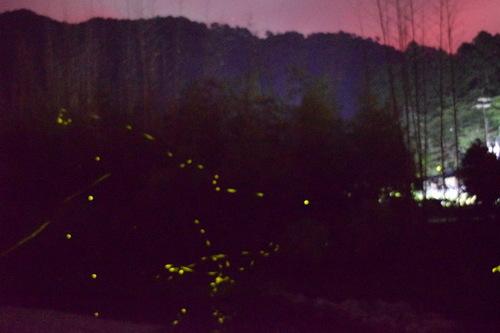 山奥の暗闇の中で鮮やかな黄色の光を放ちながら飛び交うゲンジボタルの写真