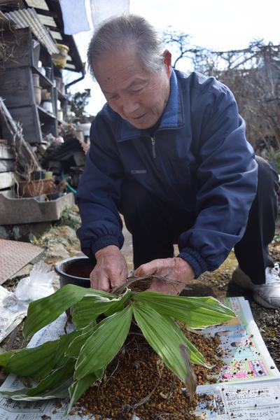 庭に広げた新聞紙の上で、緑の葉をつけたエビネランを新しい鉢に植え替えする新藤さんの写真