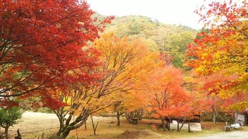 周囲の雰囲気まで明るくするほど鮮やかに色づいたかじかの里公園の周辺にある紅葉の木々の写真