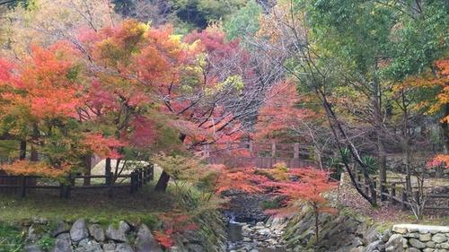 かじかの里にある赤や緑、オレンジなど色鮮やかに色づく紅葉の木々の写真