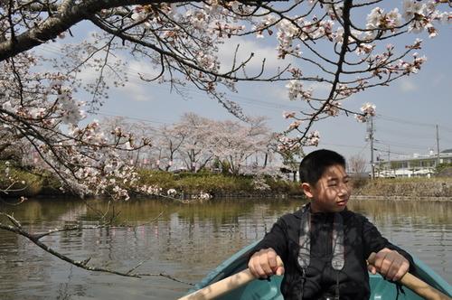 晴れた日の桜の木の下でボートを漕いでいる男の子の写真
