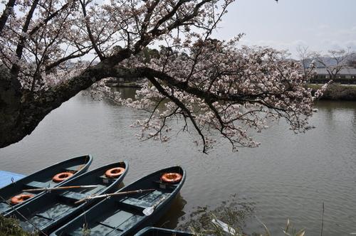 桜の木の下に観光ボートが三艘並び、水面に波紋が広がっている篠山城跡北堀の写真