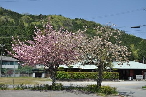 緑の木々あふれる風景をバックに桃色の花がついた2本の木の写真