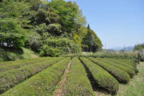 青空の下の緑いっぱいの風景の中で綺麗に整えられた茶畑の写真