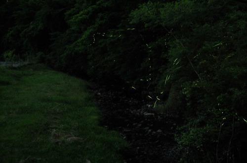緑のある川沿いでホタルが飛び交う様子の写真3