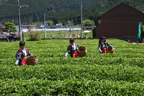 緑の茶畑に赤が映える作業着の茶娘さんが3人横並びになりお茶摘みをする様子の写真