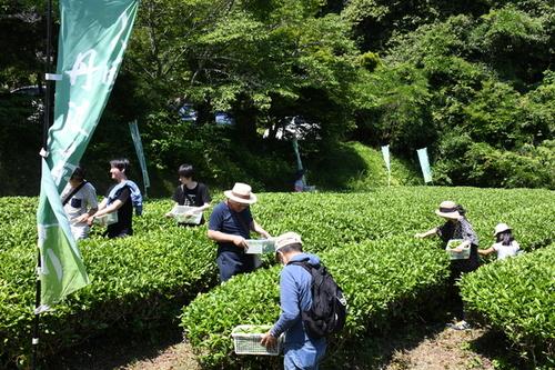 小さな白いかごを片手に、熱心にお茶の葉を選ぶ茶摘み体験の参加者の皆さんの写真