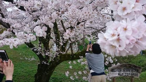 地面の緑色の草とのコントラストでよりピンク色が映える基準木の桜と夢中で桜の写真を撮る来場者の方の写真