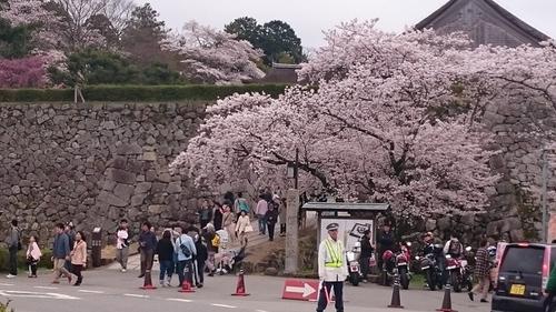 篠山城跡周辺で色鮮やかなピンク色の花を咲かせる桜の写真