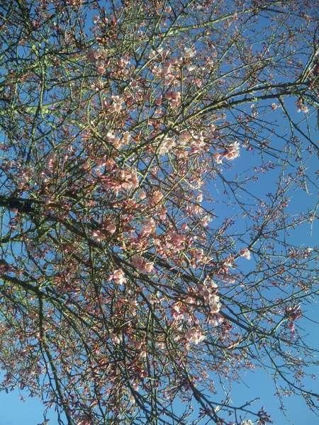 青空を背景に三分咲の大山オカメ桜を下から眺めた写真