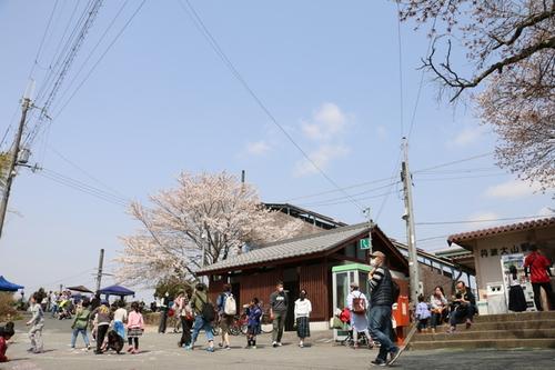桜の木と丹波大山駅とたくさんの人々の写真