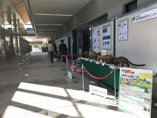 篠山市民センターの廊下に展示された丹波篠山いきもの48フェスタのパネルと動物のはく製の写真
